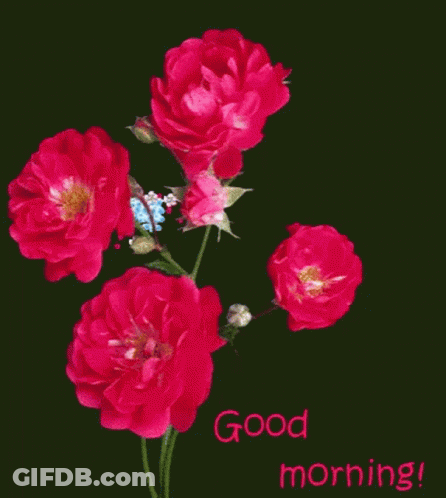 Good Morning Good Day GIF
