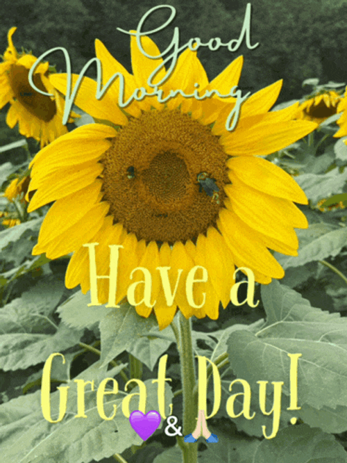 Good Morning Good Morning Beautiful Meme GIF