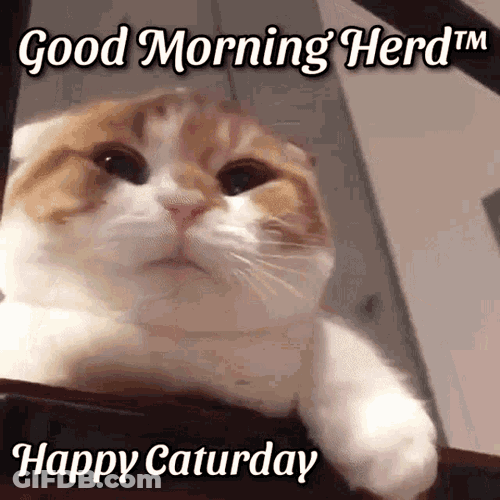 Good Morning Good Morning Herd GIF