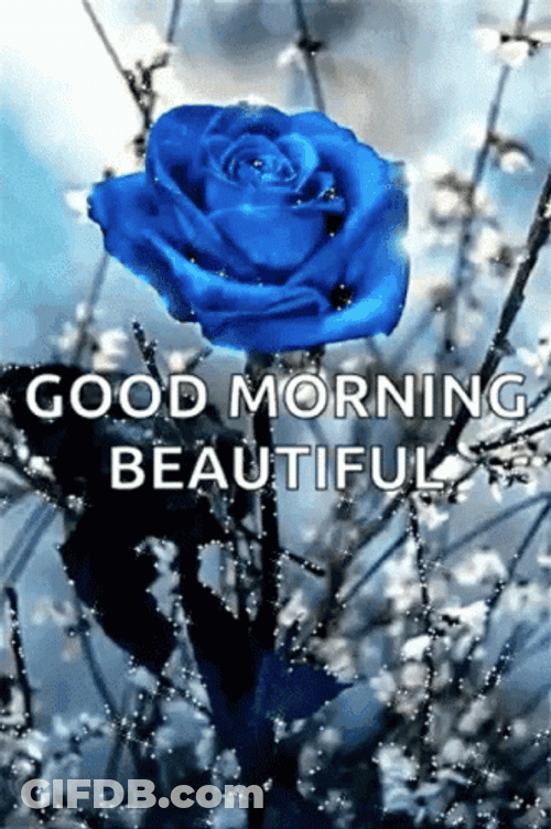 Good Morning Gorgeous Beautiful Blue Rose GIF