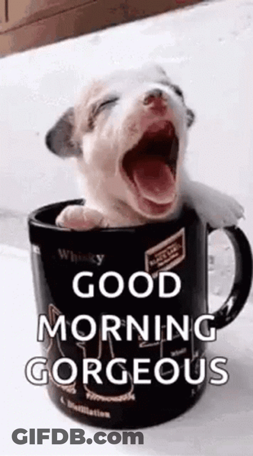 Good Morning Gorgeous Puppy Cup GIF
