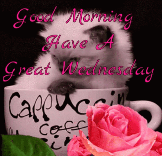 Good Morning Great Wonderful Wednesday Cute Cat GIF
