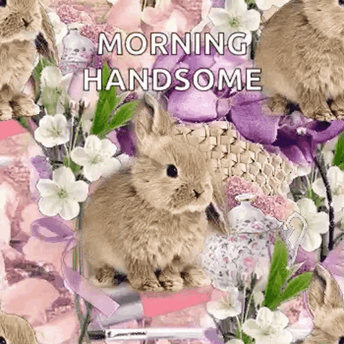 Good Morning Handsome Cute Rabbit GIF