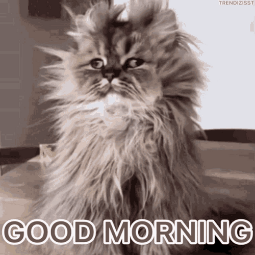 Good Morning Hangover Cat GIF
