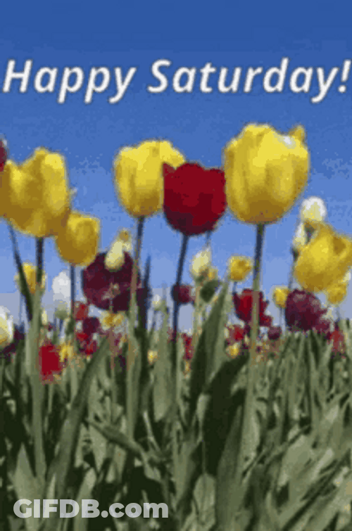 Good Morning Happy Saturday Flowers Focus GIF
