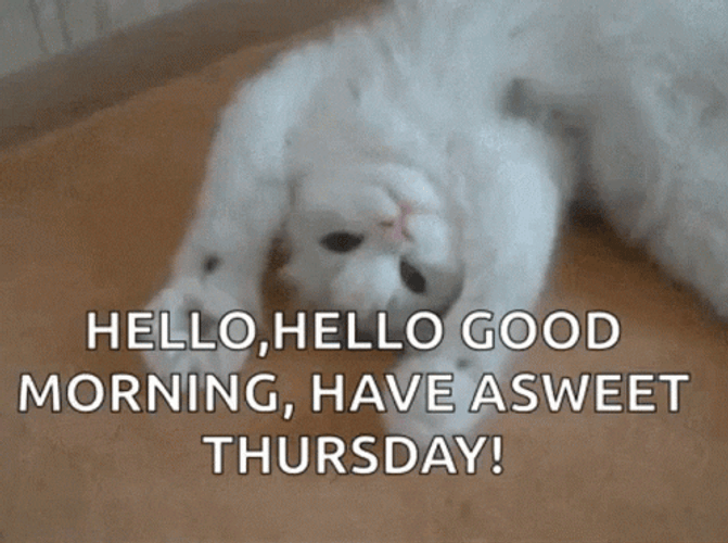 Good Morning Happy Thursday Hello Cute Cat GIF