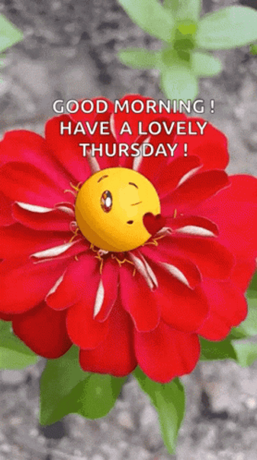 Good Morning Happy Thursday Red Flower Kiss GIF