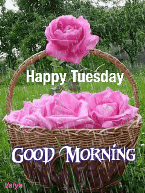 Good Morning Happy Tuesday Basket Pink Roses GIF