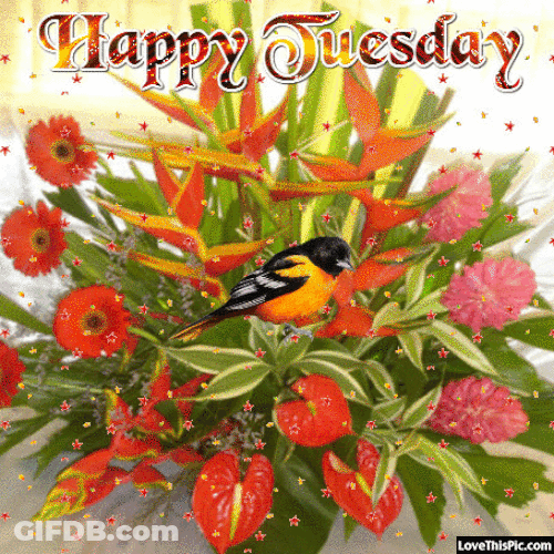 Good Morning Happy Tuesday Flowers Greetings GIF