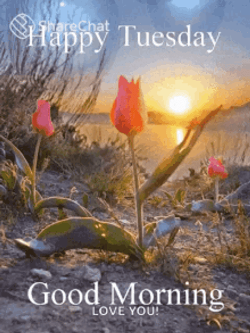 Good Morning Happy Tuesday Love You Sunrise GIF