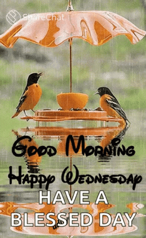Good Morning Happy Wednesday Birds GIF