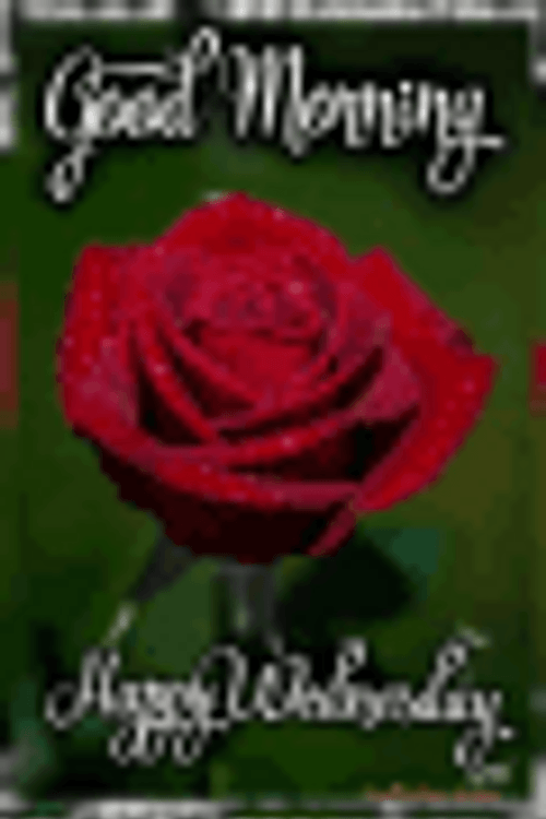 Good Morning Happy Wednesday Rose Fluff Flying GIF