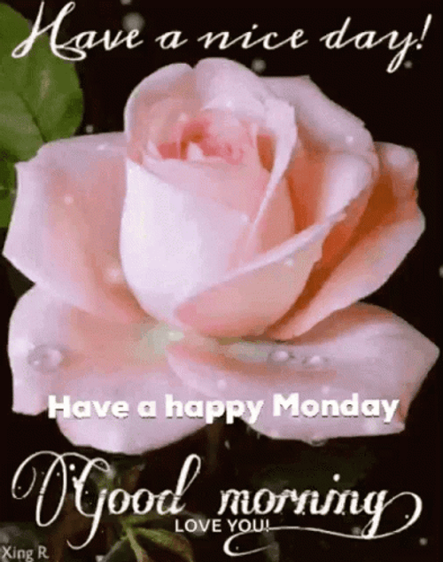 Good Morning Have A Happy Monday Pink Rose And Butterflies GIF