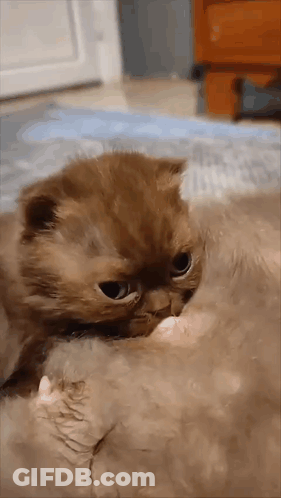 Good Morning Have A Nice Day My Darling Card GIF