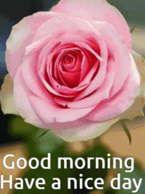 Good Morning Have A Nice Day Roses Flowers Amazing GIF