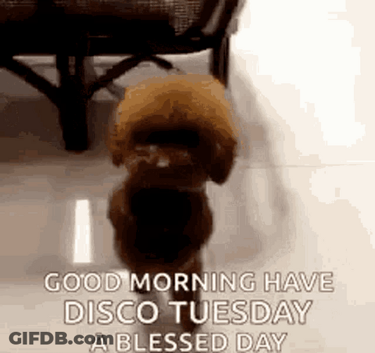 Good Morning Have Disco Tuesday GIF