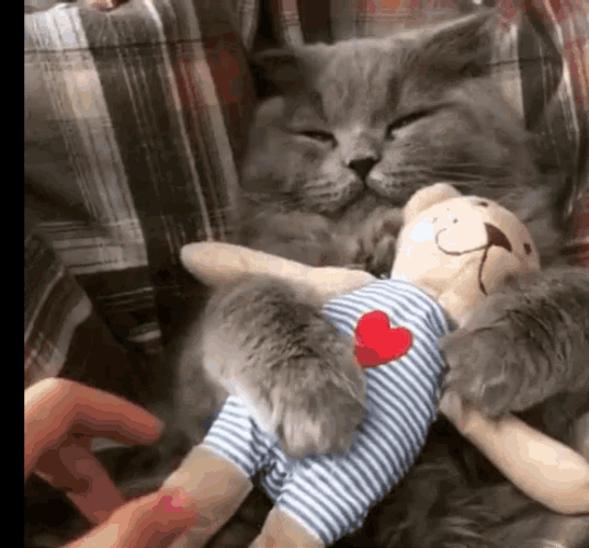 Good Morning Hug Cat Stuffed Toy GIF