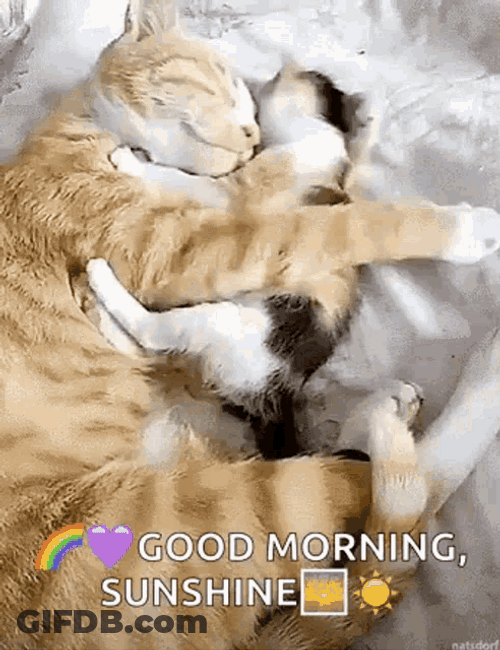 Good Morning Hug Mother Baby Cat GIF