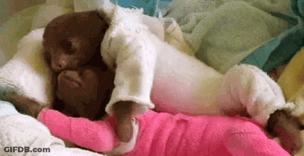 Good Morning Hug Sloths GIF