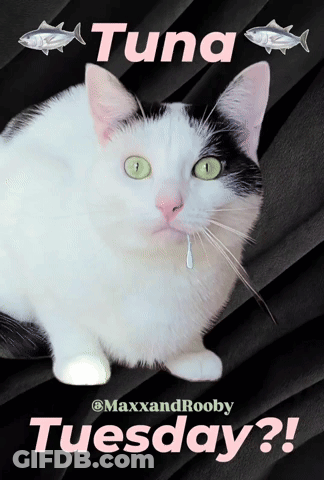Good Morning I Love You Have A Blessed Tuesday Smiley Sun GIF