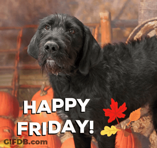 Good Morning It's Friday Autumn Dog GIF
