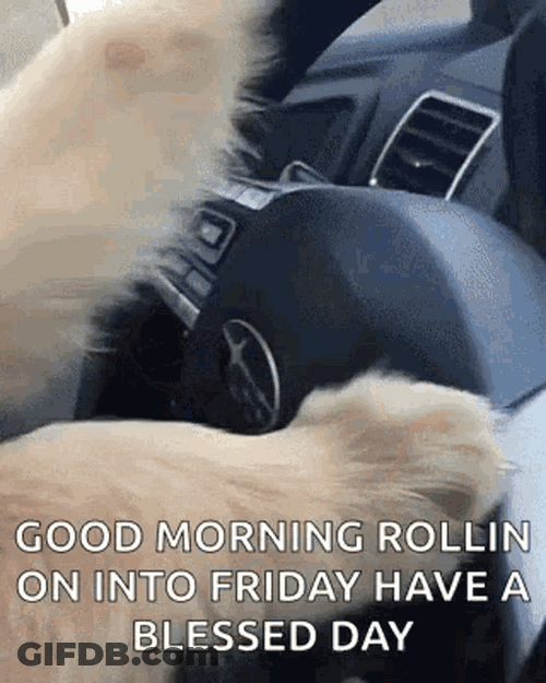 Good Morning It's Friday Cool Dog Sunglasses GIF