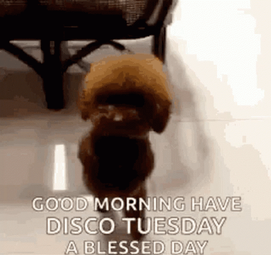 Good Morning It's Tuesday Dancing Poodle GIF