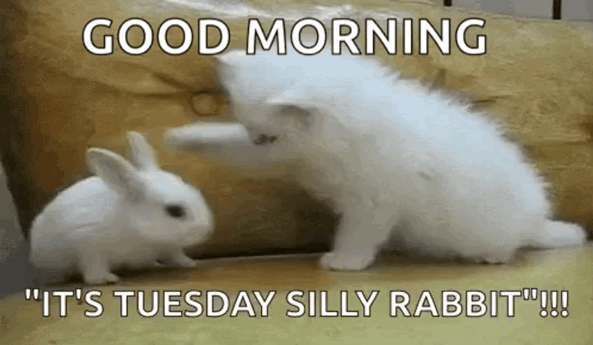 Good Morning It's Tuesday Playing Cat And Rabbit GIF
