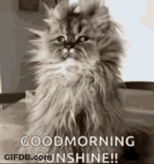 Good Morning Just Waking Up GIF