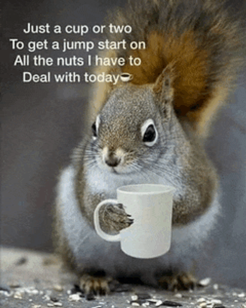 Good Morning Meme GIF