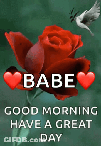 Good Morning Message With Rose And Dove GIF