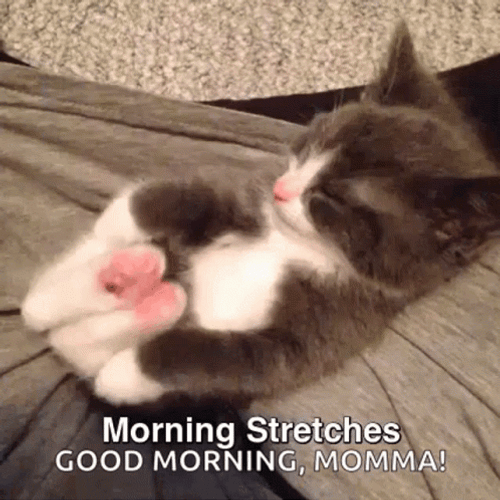 Good Morning Mom Kitty Cat Stretches GIF