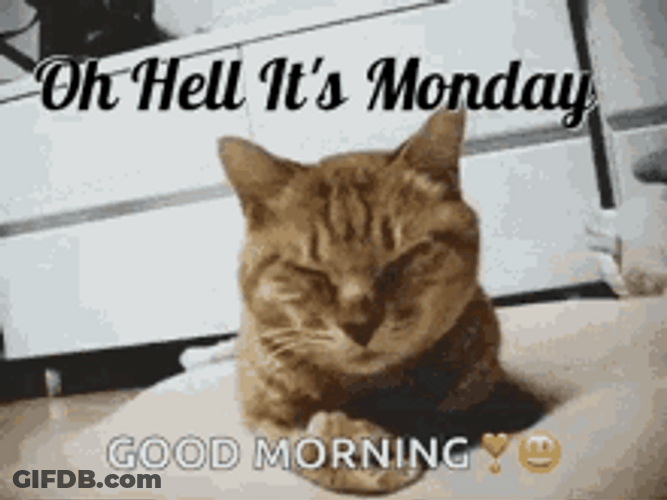 Good Morning Monday Sleepy Cat Reaction GIF
