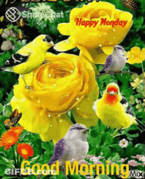 Good Morning Monday With Different Species Of Bird GIF
