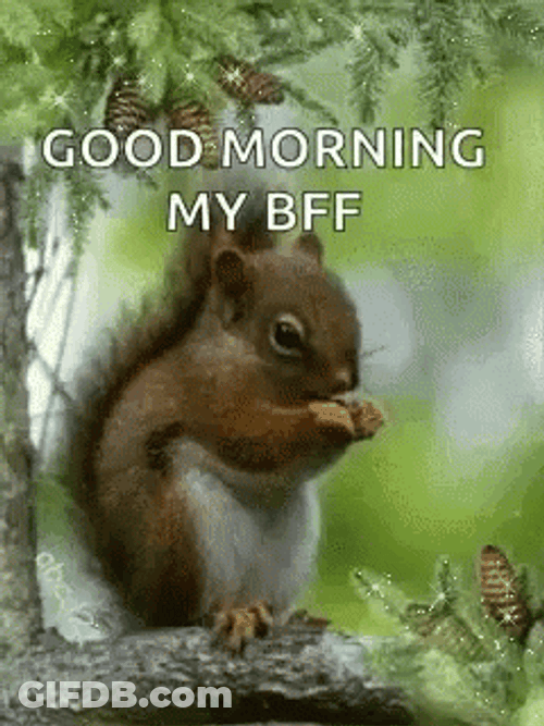 Good Morning My Bff Squirrel Meme GIF