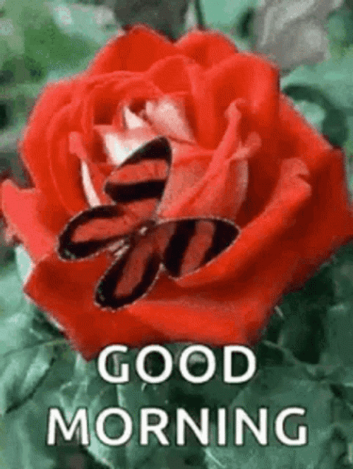 Good Morning My Friend Flower And Butterfly GIF