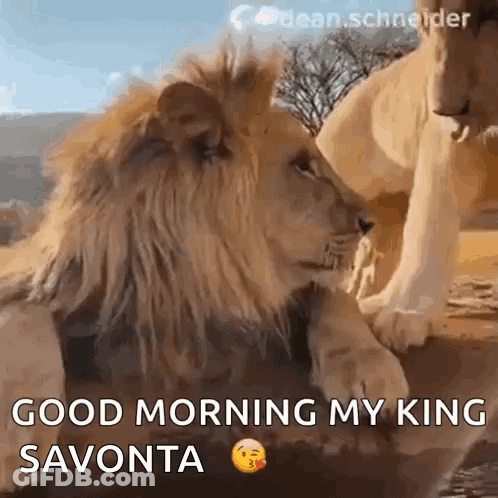 Good Morning My King Savonta Lions GIF