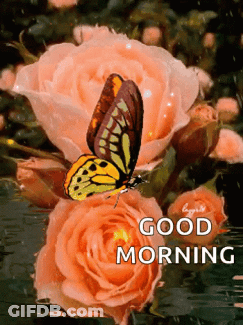 Good Morning Orange Butterfly In Rose GIF