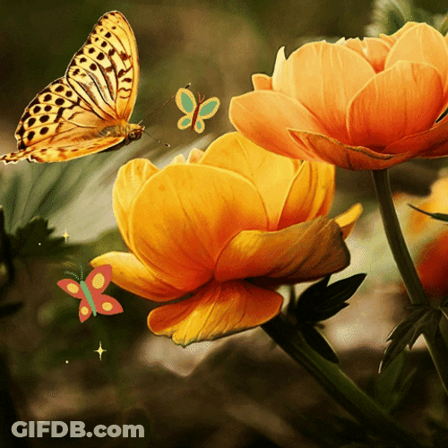 Good Morning Orange Rose Flower GIF