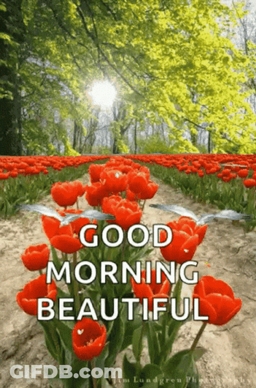 Good Morning Princess GIF