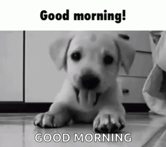 Good Morning Puppies Black And White GIF