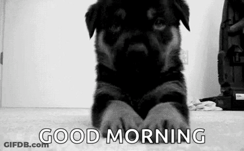Good Morning Puppies Black Dog GIF