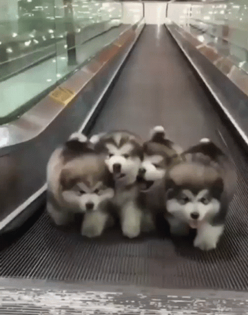 Good Morning Puppies Exercise Travelator GIF