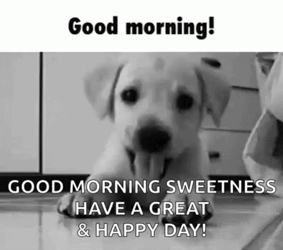 Good Morning Puppies Happy Day Greeting GIF
