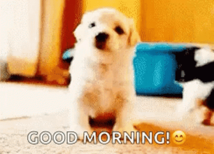 Good Morning Puppies Paw Raise GIF