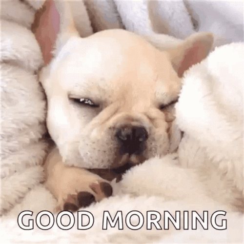 Good Morning Puppies Sleepy Face GIF