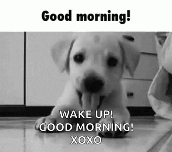 Good Morning Puppies Wake Up Call GIF
