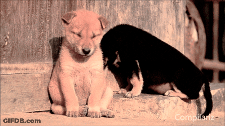 Good Morning Puppy Falling Asleep GIF
