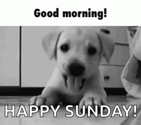 Good Morning Puppy Happy Sunday GIF