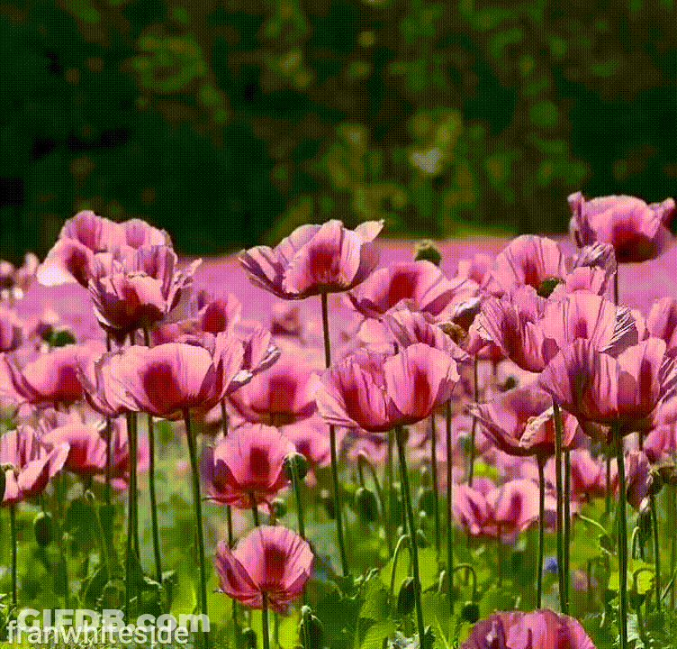 Good Morning/purple Poppies GIF